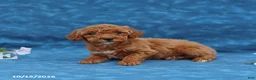 Mini Goldendoodle dogs for sale: Pumpkin - Ad 5