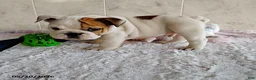 English Bulldog dogs for sale: Rory - Ad 6