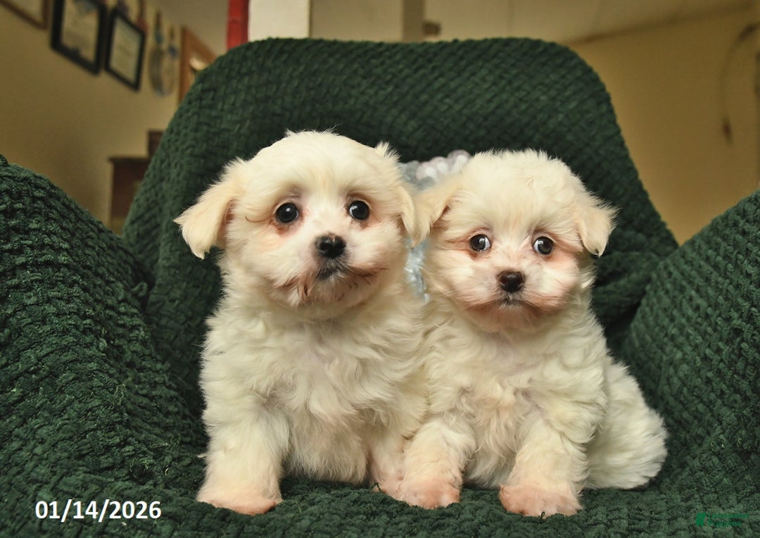 Maltese dogs for sale: Lucy  - Ad 3