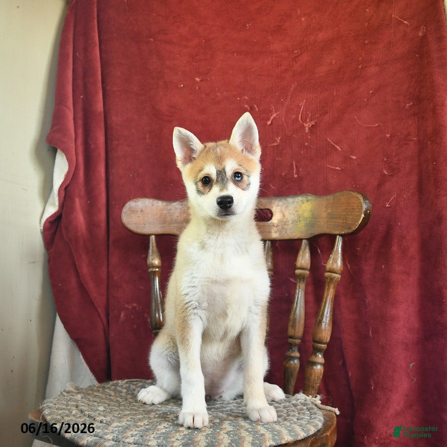 Alaskan Klee Kai dogs Daisy - Ad 1