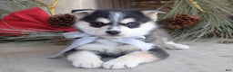 Pomsky dogs for sale: Skye - Ad 4