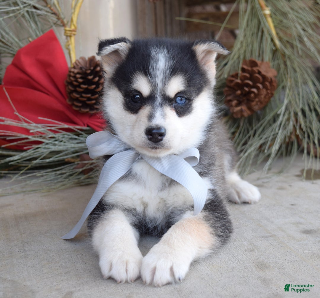 Pomsky dogs for sale: Skye - Ad 4