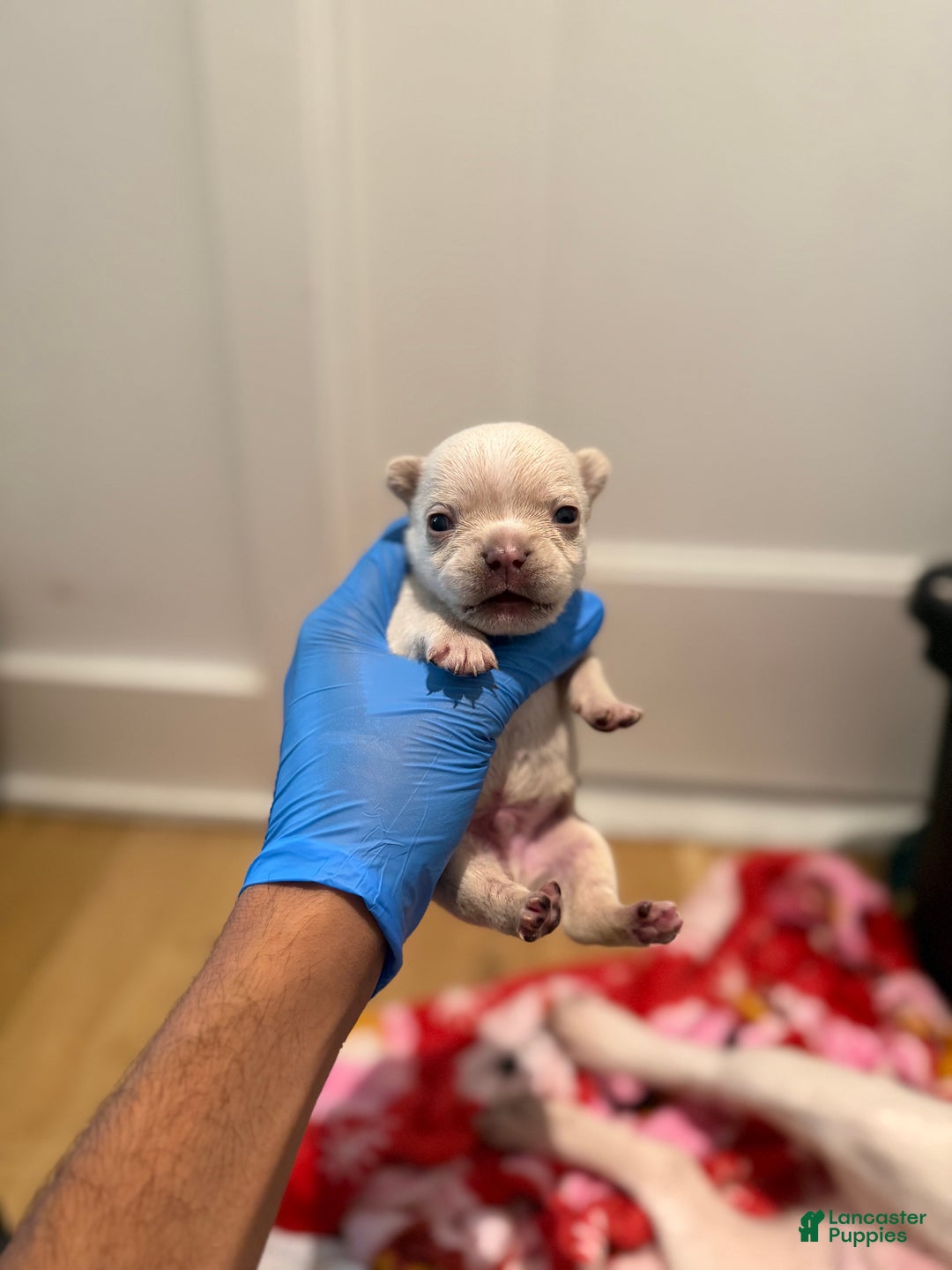 French Bulldog dogs for sale: Ice - Ad 7
