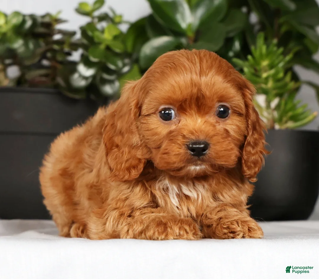 Cavapoo dogs for sale: Max - Ad 4