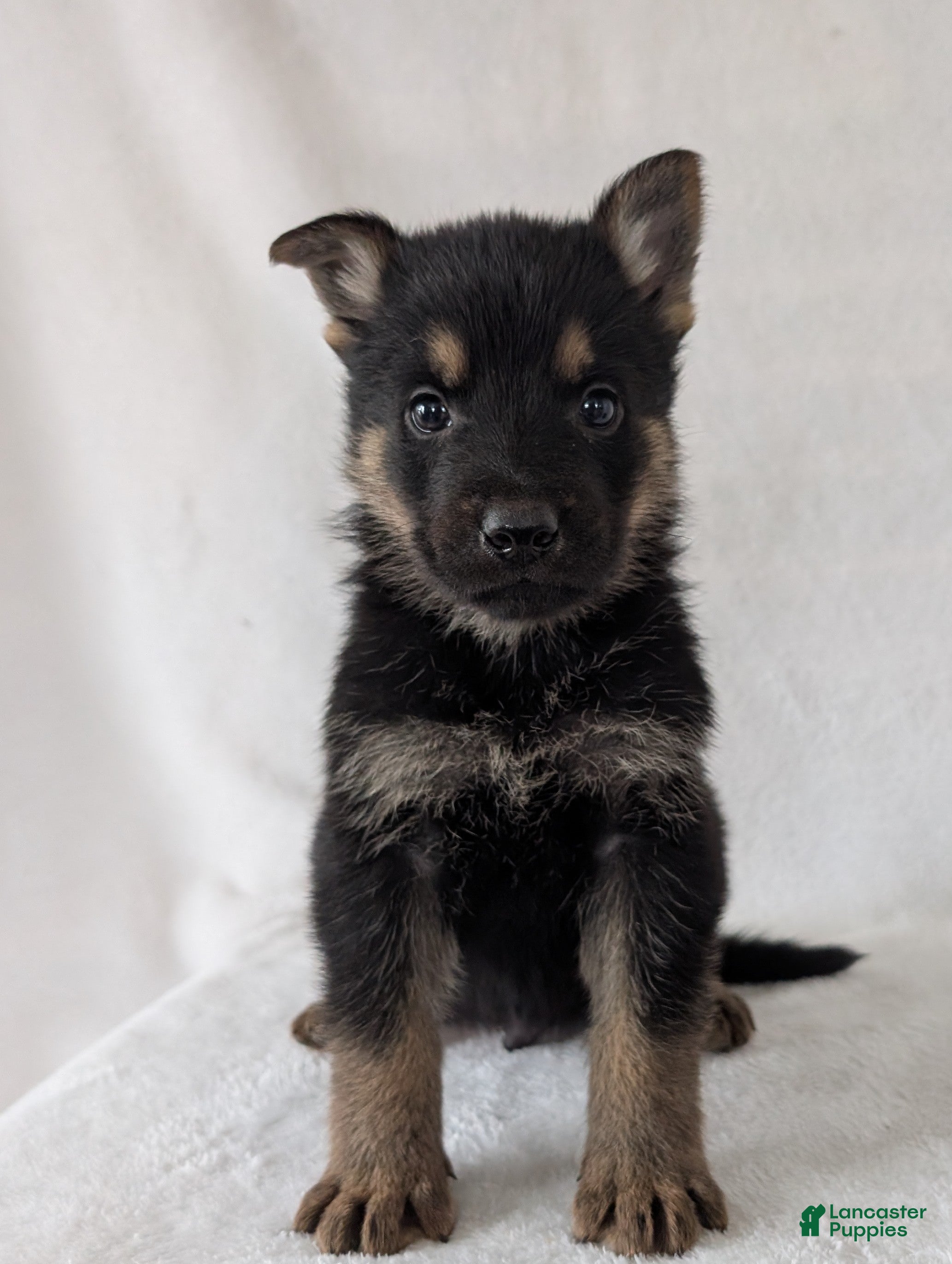 German Shepherd dogs Ryder  - Ad 1