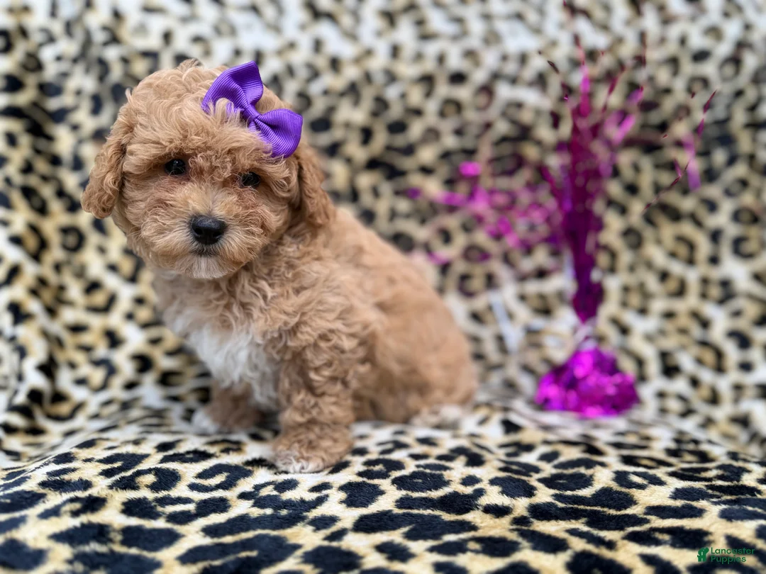 Bichpoo dogs for sale: Roxy - Ad 1