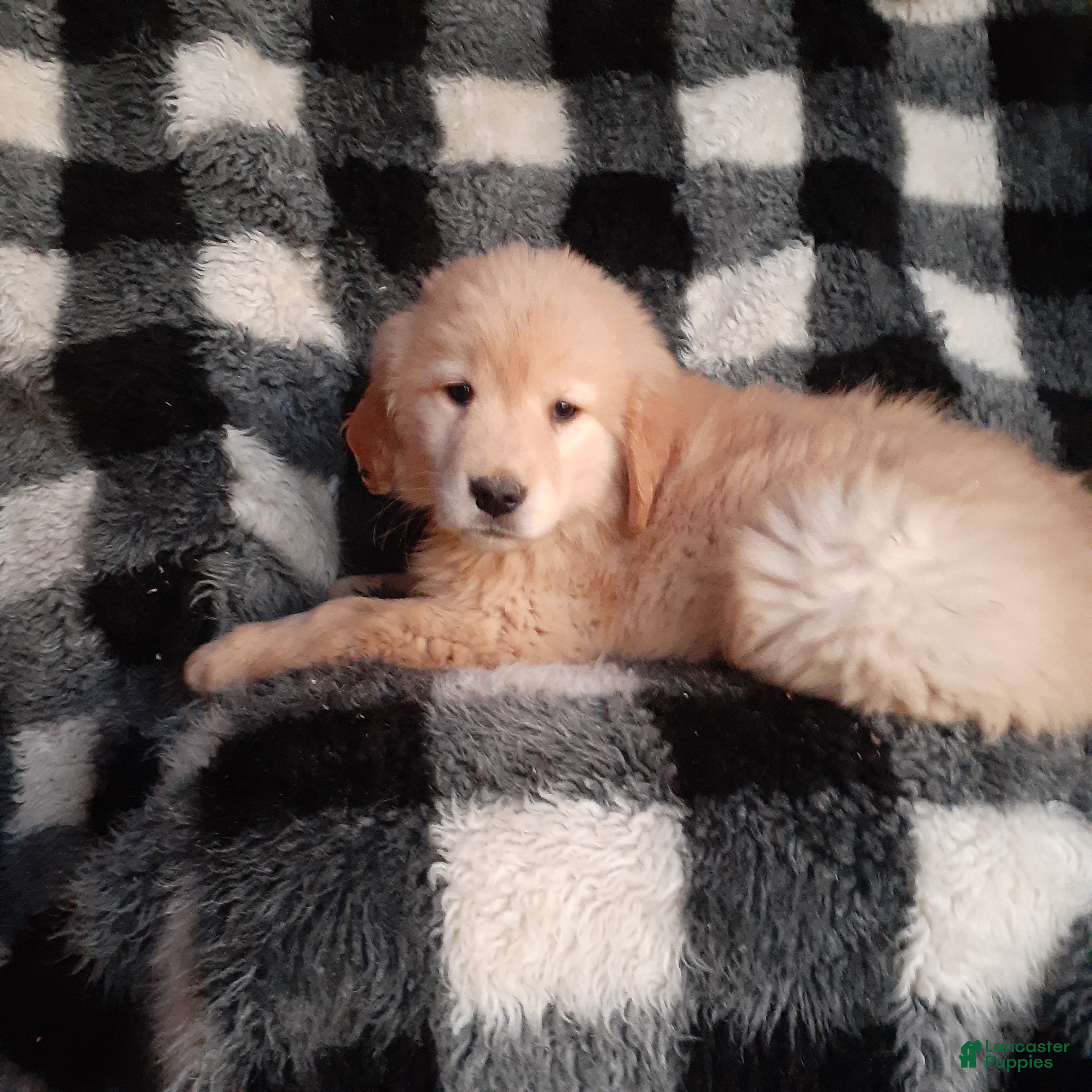 Golden Retriever dogs Brock - Ad 1