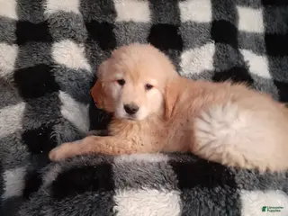 Golden Retriever dogs for sale: Brock - Ad 2