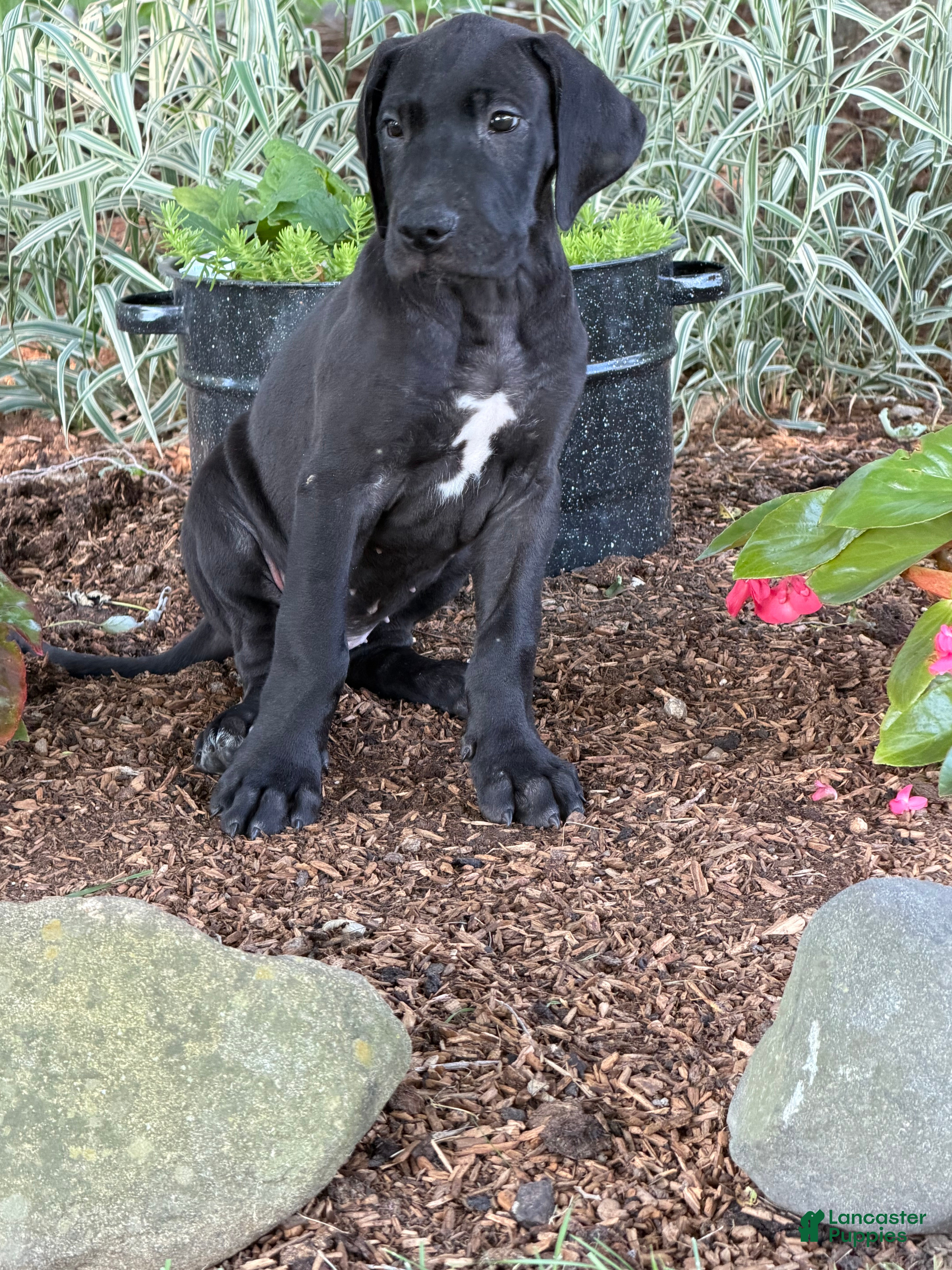 Great Dane dogs Pam Great Dane  - Ad 2