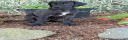 Great Dane dogs for sale: Pam Great Dane  - Ad 9
