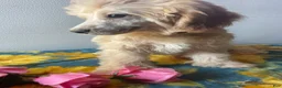 Havapoo dogs for sale: Barney - Ad 3