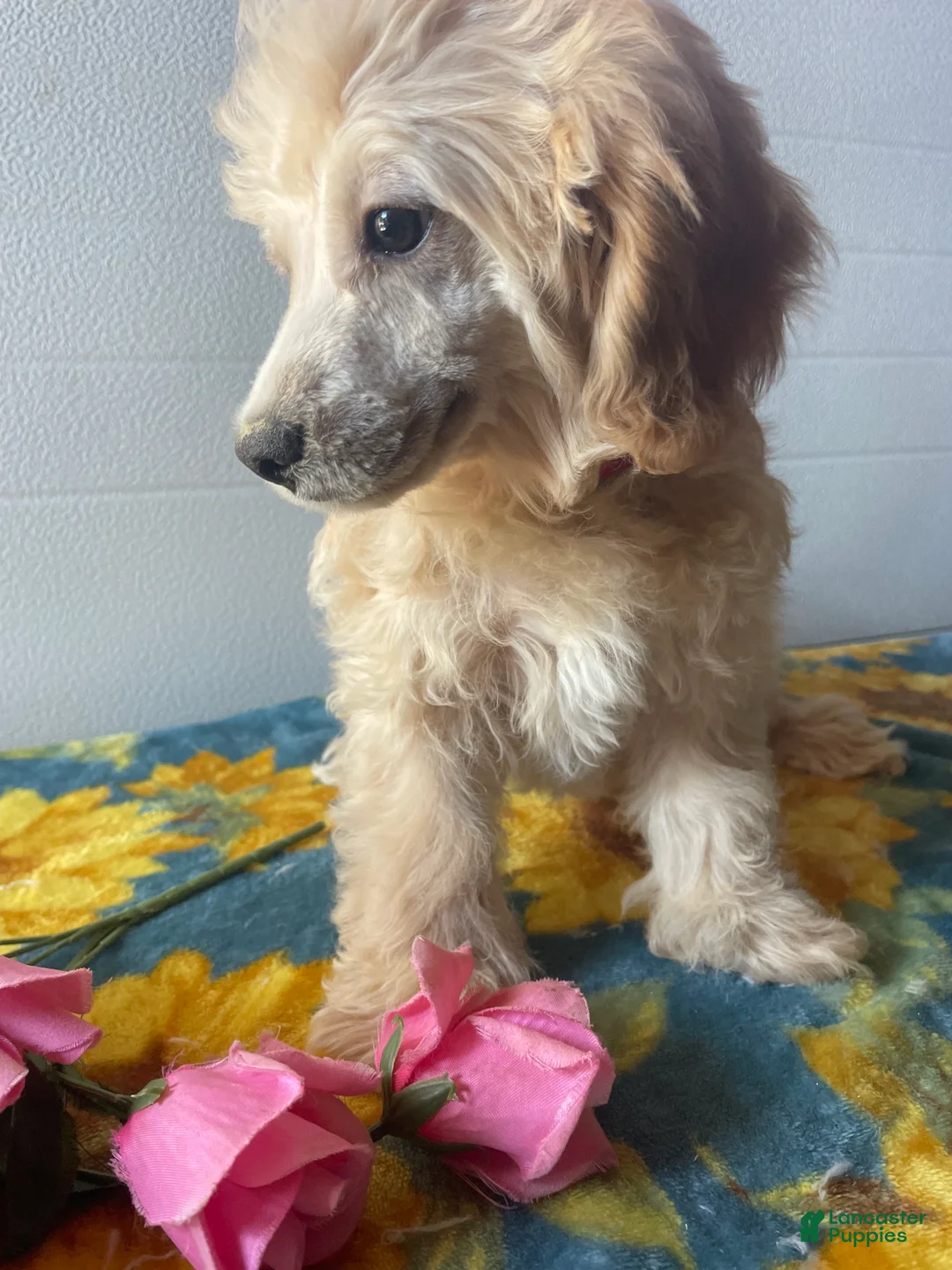 Havapoo dogs for sale: Barney - Ad 3