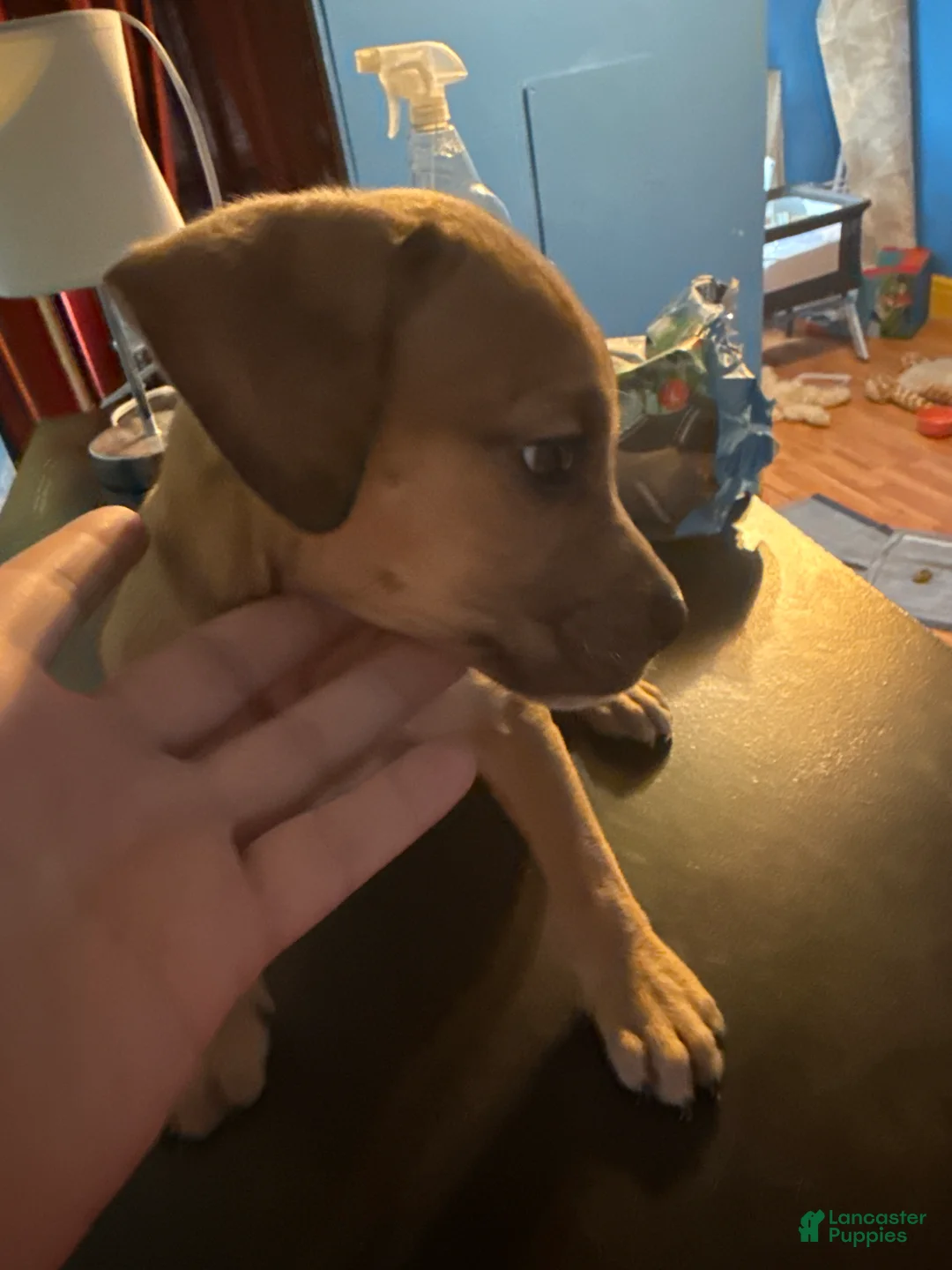 Mixed Breed dogs for sale: Mixed Breed Puppy 3 - Ad 4