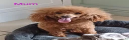 Toy Poodle dogs for sale: Toy Poodle 2 - Ad 2