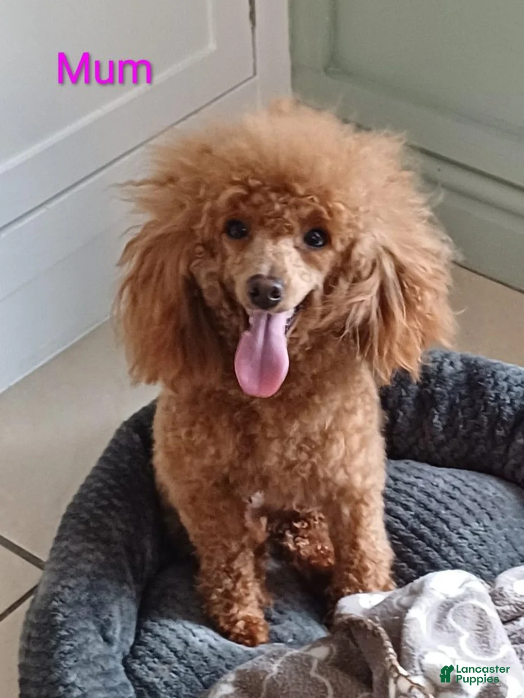 Toy Poodle dogs for sale: Toy Poodle 2 - Ad 2