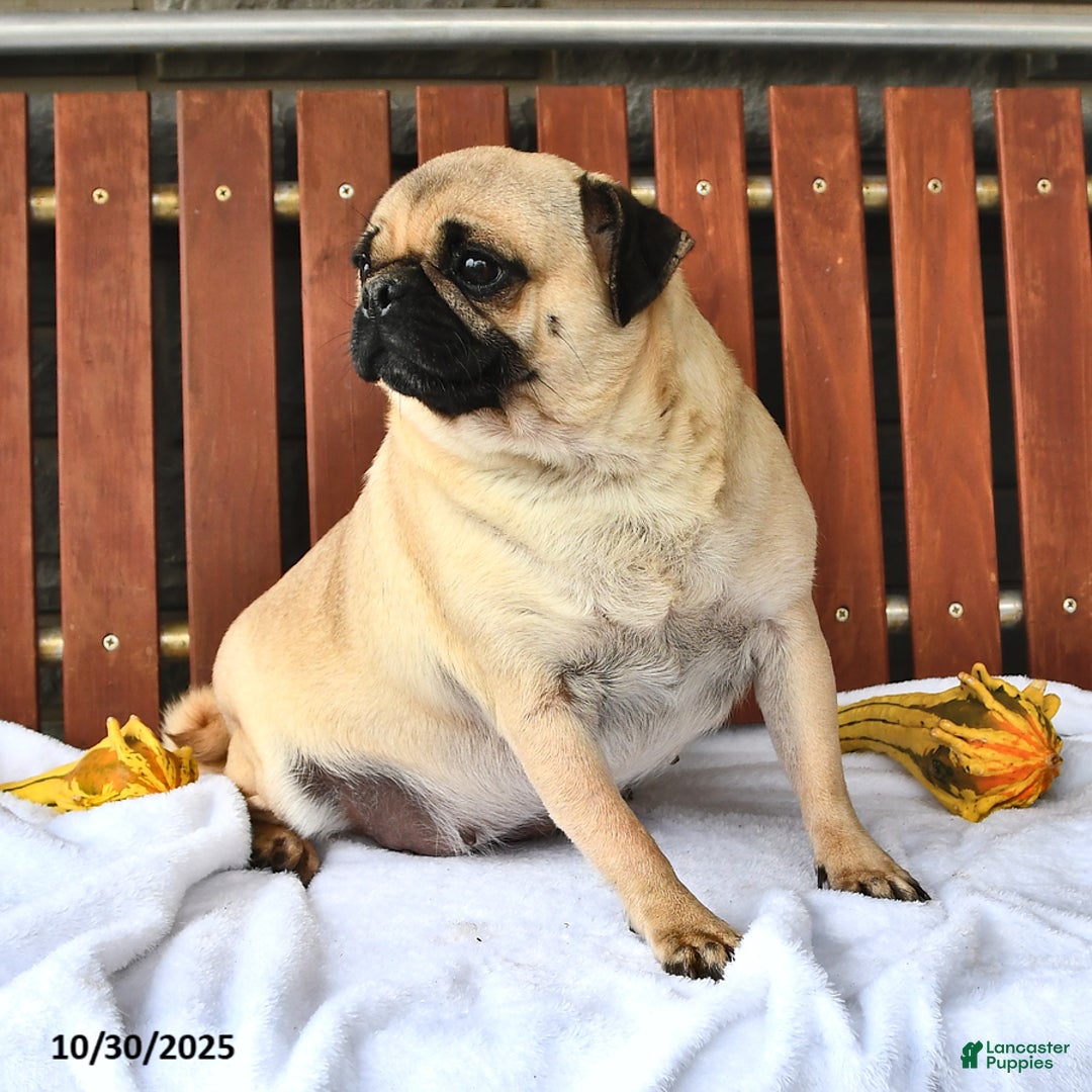 Pug dogs for sale: Alice - Ad 2