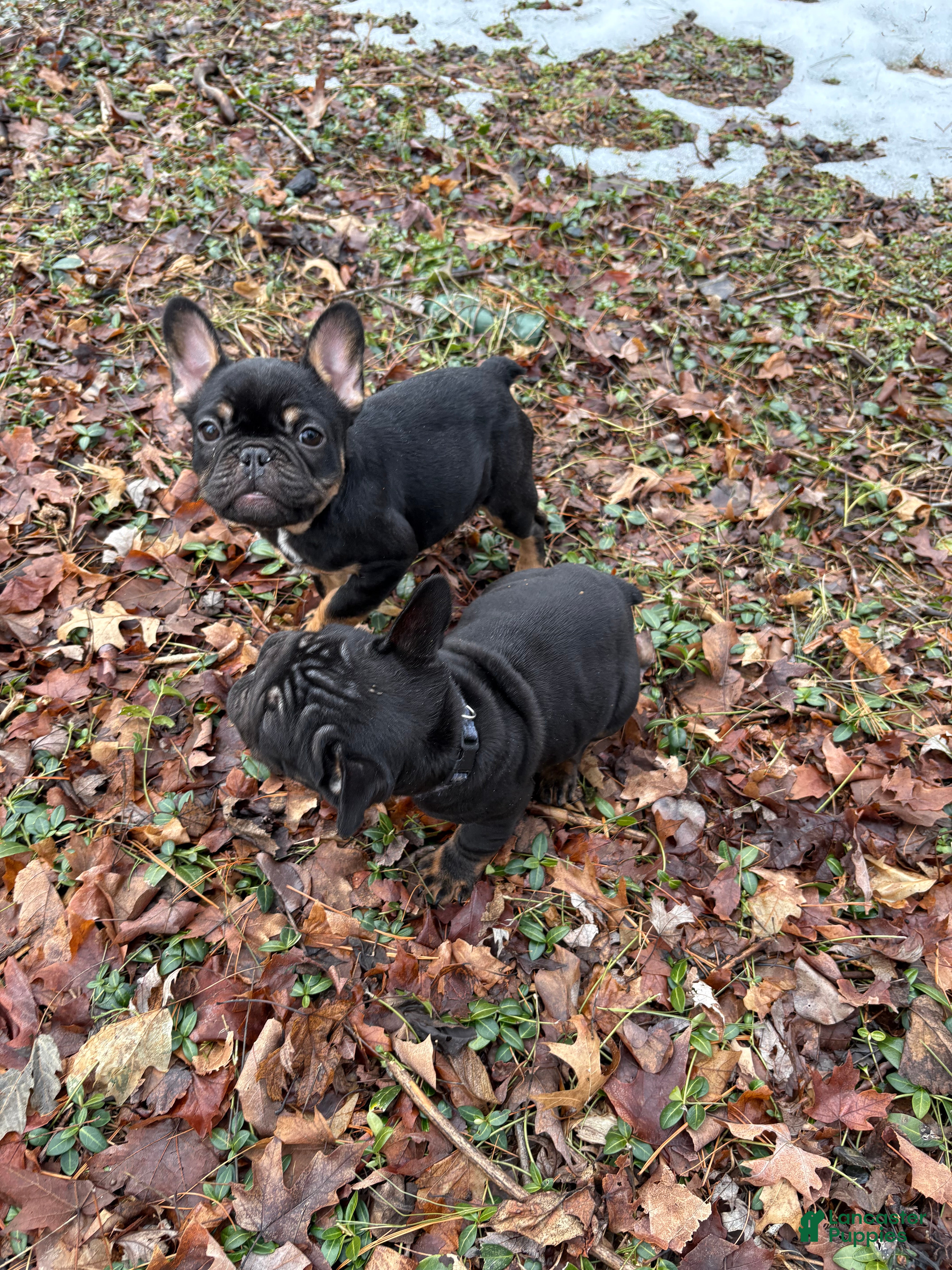 French Bulldog dogs Ruby - Ad 2