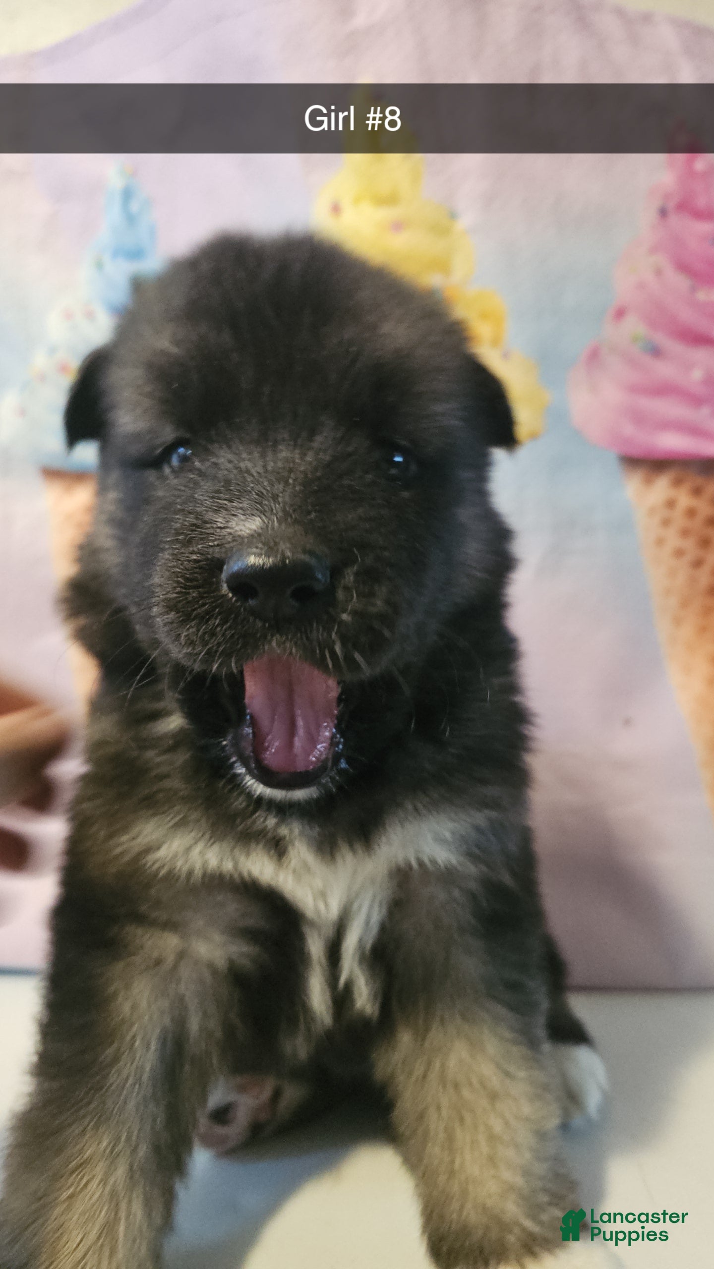 Gerberian Shepsky dogs Gerberian Shepsky Puppy 8 - Ad 16