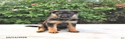 German Shepherd dogs for sale: Ash  - Ad 2