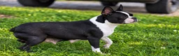 Frenchton dogs for sale: MARLEY - Ad 32
