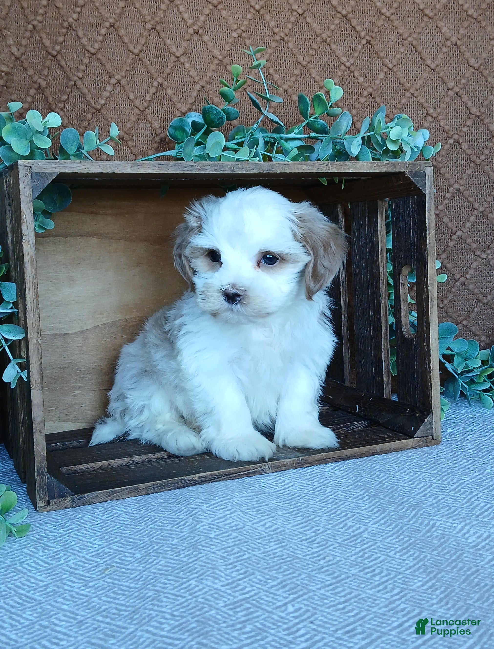 Havanese dogs Phoenix  - Ad 2
