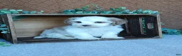 Havanese dogs for sale: Phoenix  - Ad 2