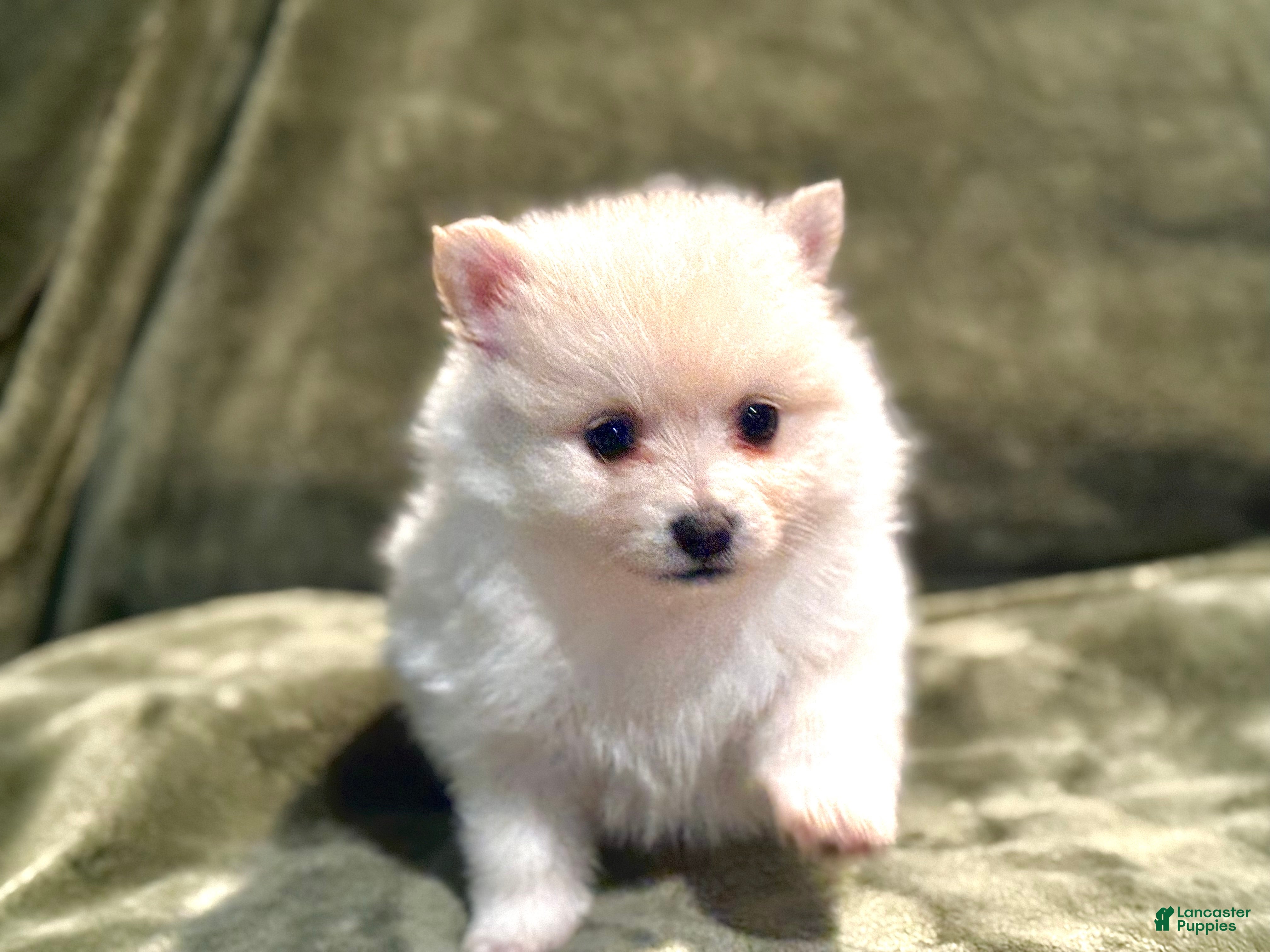 Pomeranian dogs Henry - Ad 1