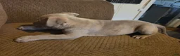 Mixed Breed dogs for sale: Rosemary  - Ad 4
