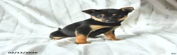 Mixed Breed dogs for sale: Kiki  - Ad 3