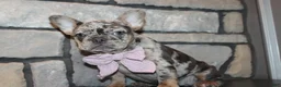 French Bulldog dogs for sale: AKC Zoe - Ad 8