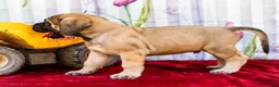 English Mastiff dogs for sale: Major - Ad 7