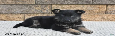 Ollie