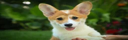 Welsh Corgi Pembroke dogs for sale: Mila Welsh Corgi Pembroke  - Ad 5