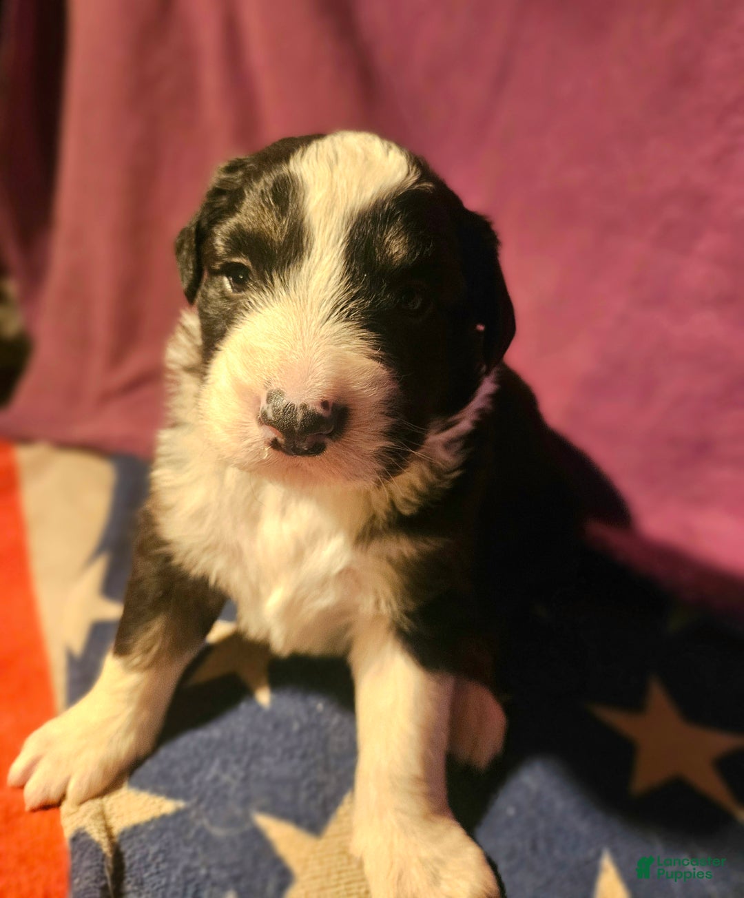 Border Collie dogs for sale: Elfrank - Ad 1