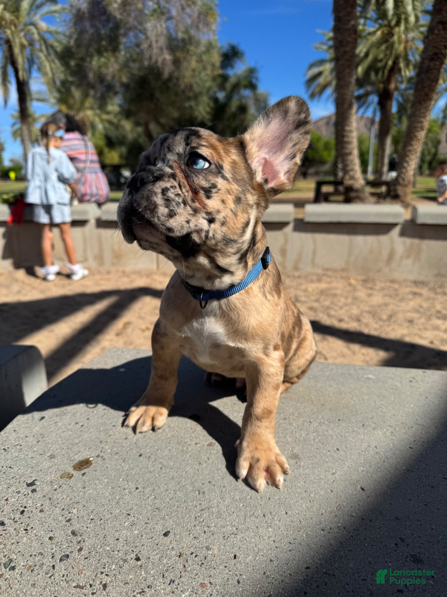 French Bulldog dogs Lucky - Ad 2