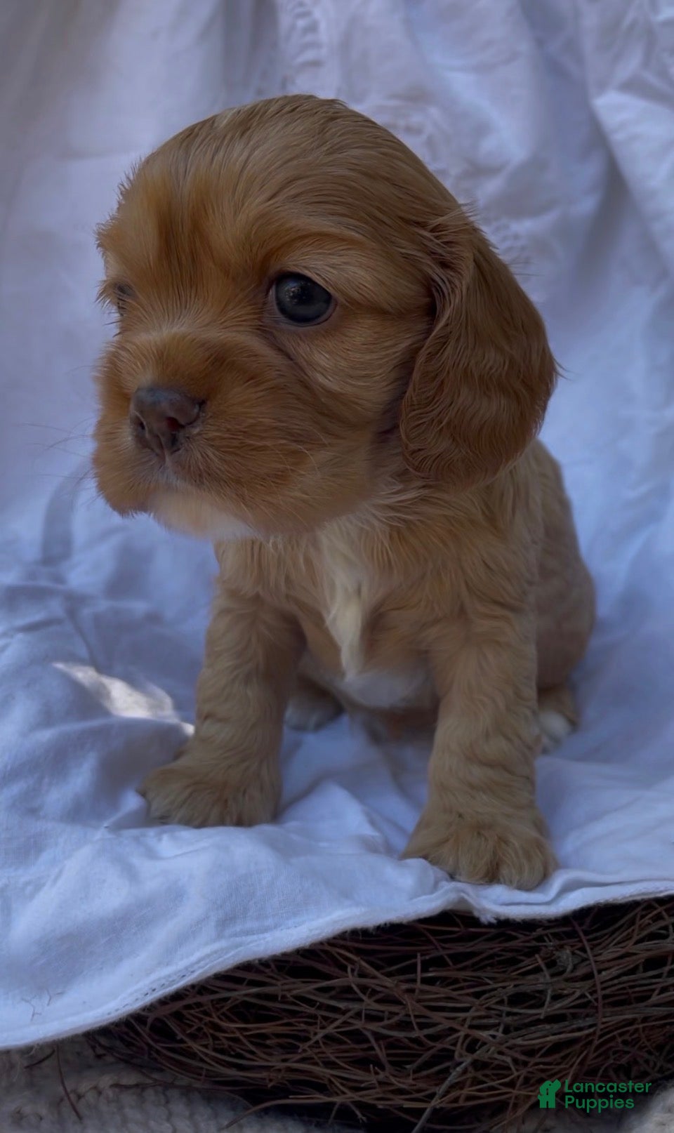 Mixed Breed dogs Noël - Ad 2