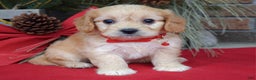 Cavachon dogs for sale: Callie - Ad 7