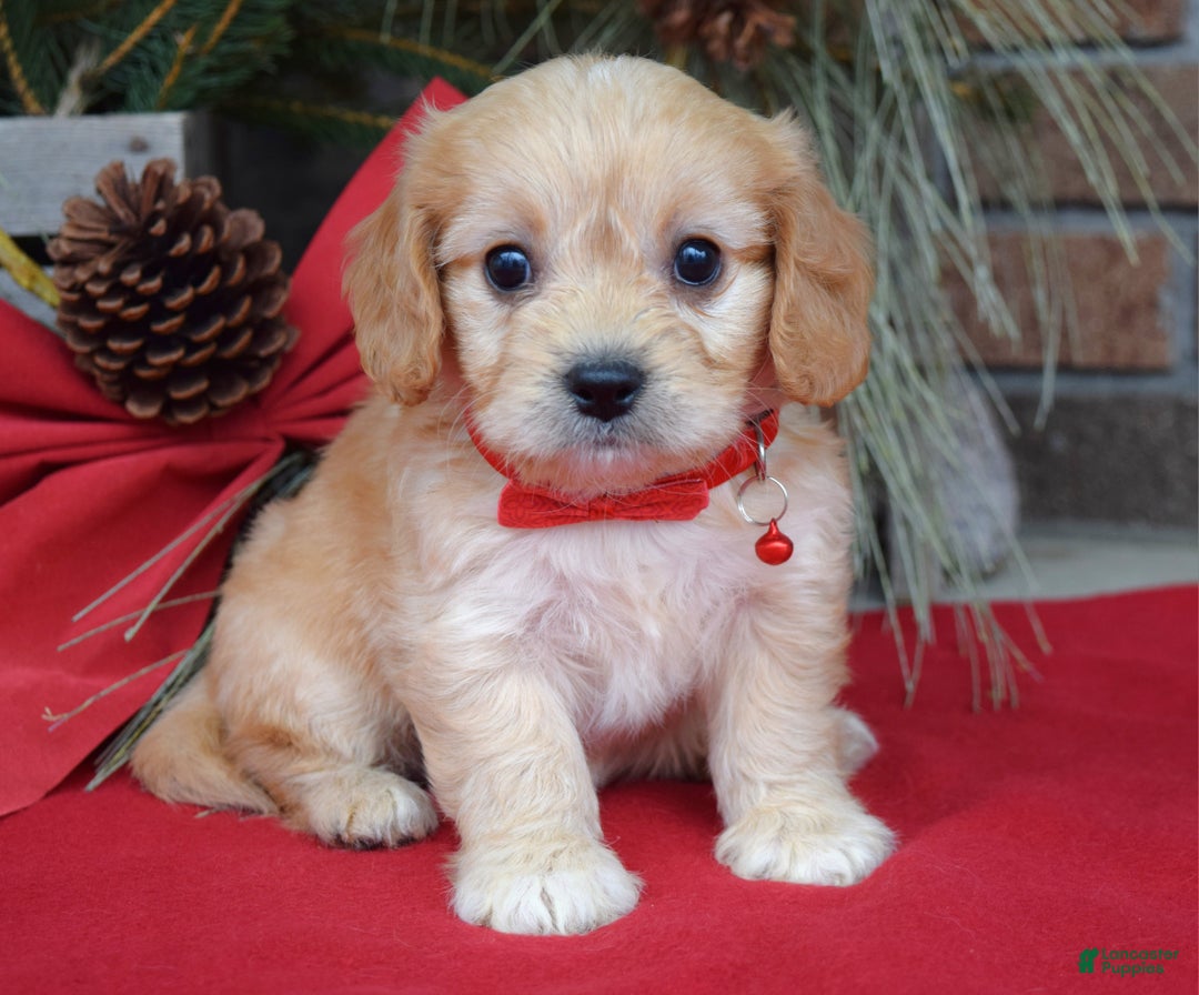 Cavachon dogs for sale: Callie - Ad 7