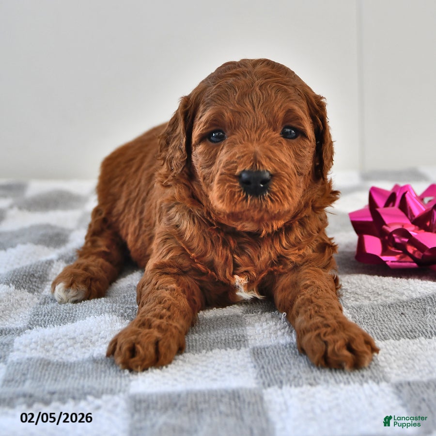 Mini Goldendoodle dogs Benji - Ad 5