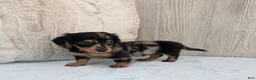 Miniature Dachshund dogs for sale: Peanut - Ad 5