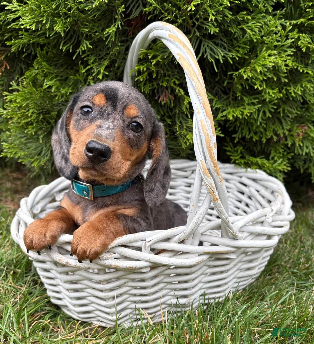 Dachshund dogs for sale: Sullivan - Ad 2