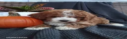Mixed Breed dogs for sale: Edith - Ad 2
