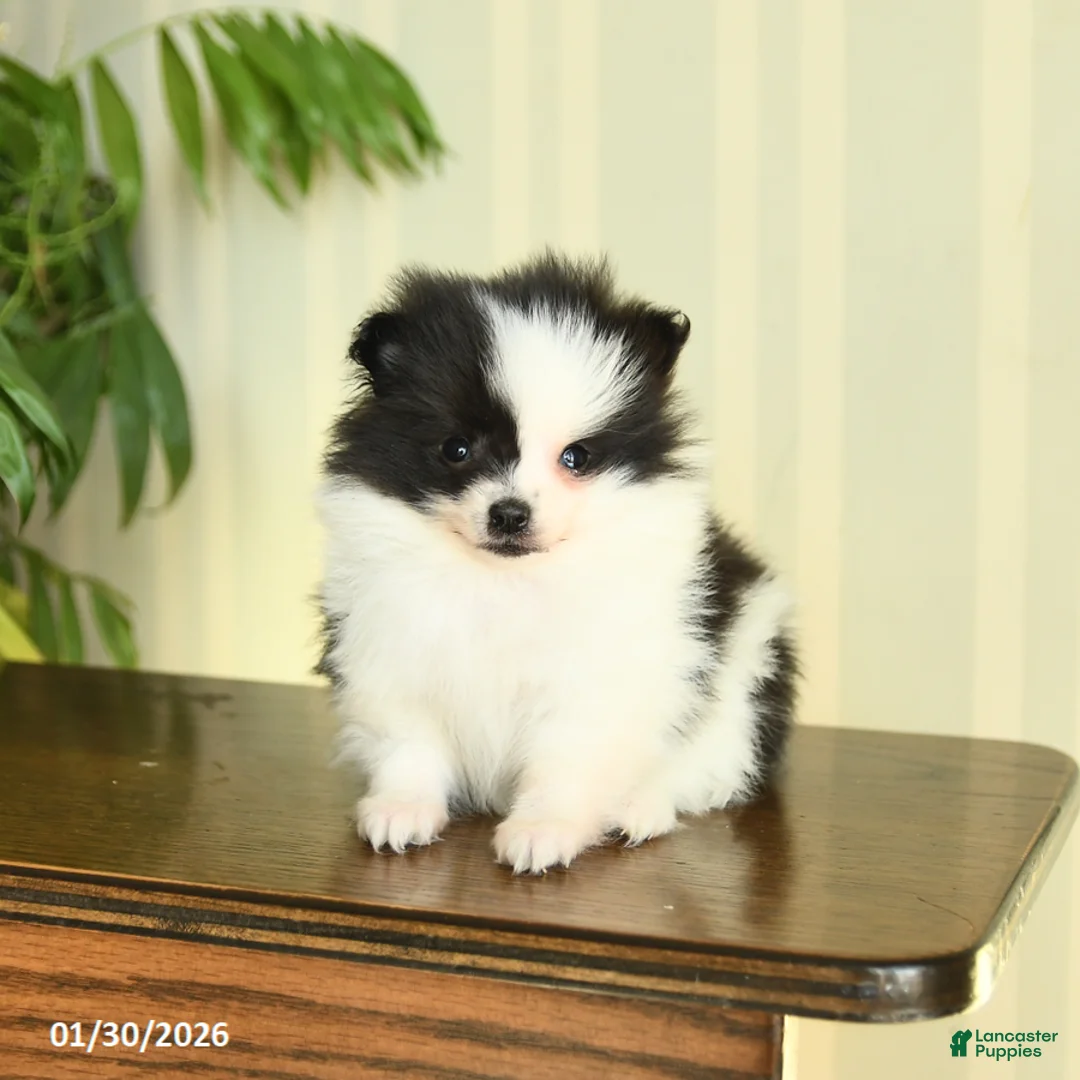 Pomeranian dogs for sale: Candy - Ad 3