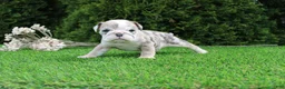 English Bulldog dogs for sale: Daisy - Ad 6