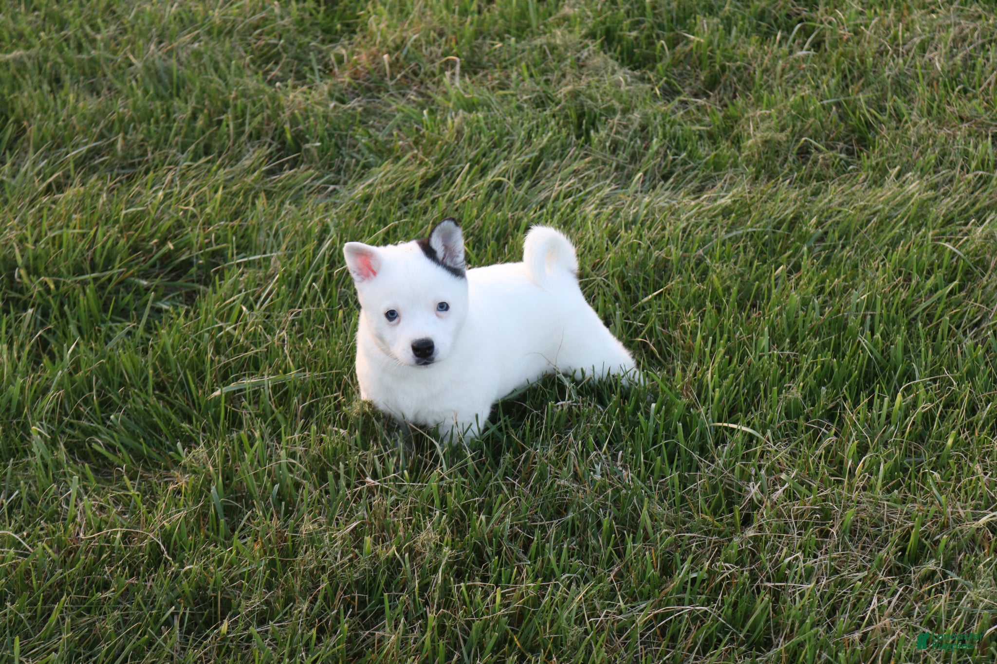 Alaskan Klee Kai dogs Asher - Ad 1