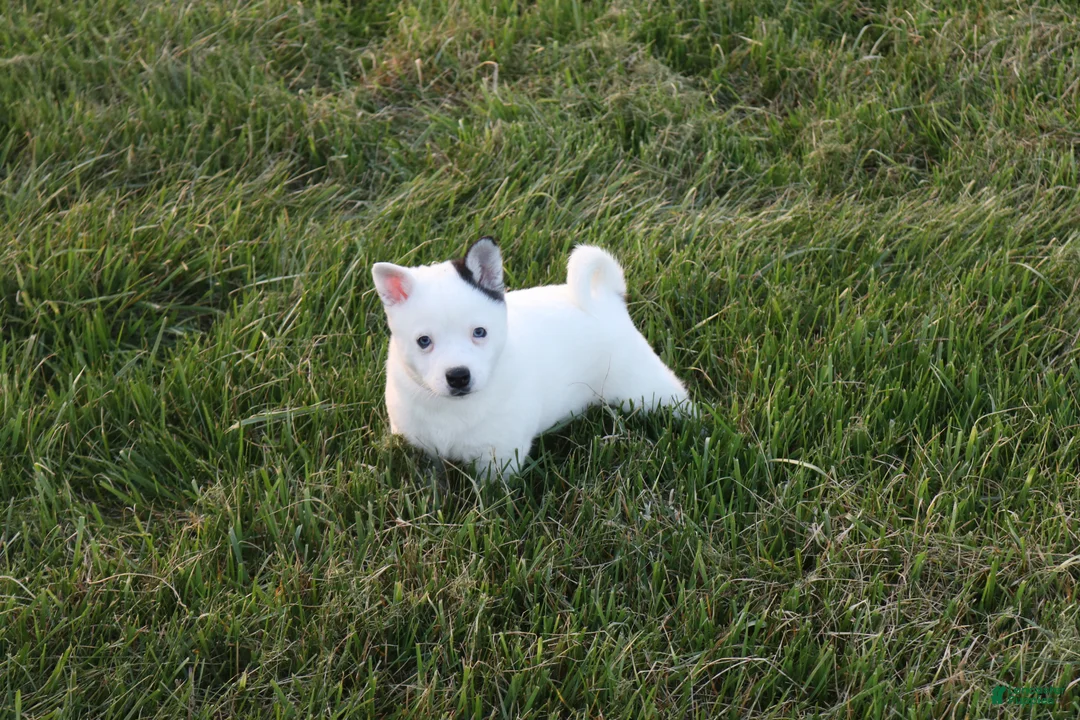 Alaskan Klee Kai dogs for sale: Asher - Ad 1