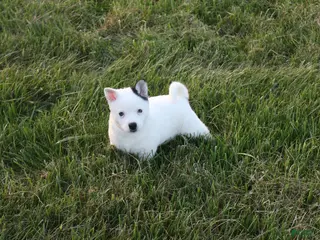 Alaskan Klee Kai dogs for sale: Asher - Ad 4