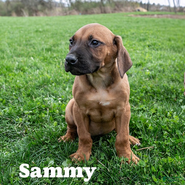 Rhodesian Ridgeback dogs Sammy - Ad 2