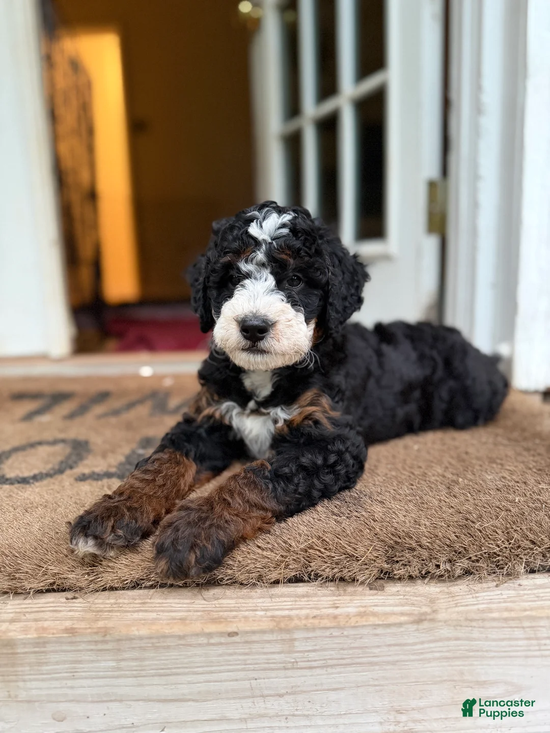 Mini Bernedoodle dogs for sale: Peprika - Ad 2