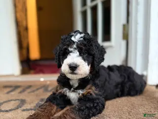 Mini Bernedoodle dogs Peprika - Ad 5